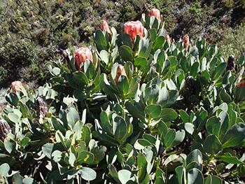 A large, slow-growing, evergreen, compact, rounded shrub 