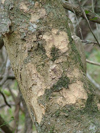 Teclea gerrardii bark (Richard Boon)