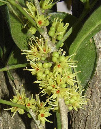 Teclea gerrardii flowers (Geoff Nichols)