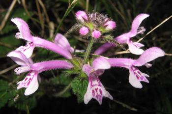 Stachys tubulosa, flowers (Joseph Heymans, iSpot)