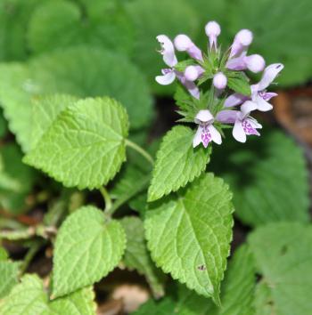 Stachys tubulosa