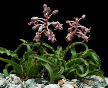 Ledebouria crispa (John N. Trager, Huntington Botanical Garden)