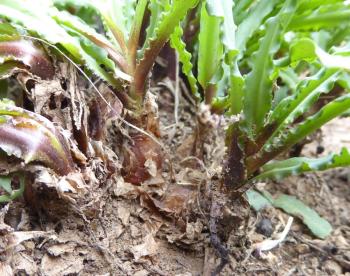 Pear-shaped bulbs covered with pale brown, membranous outer layers