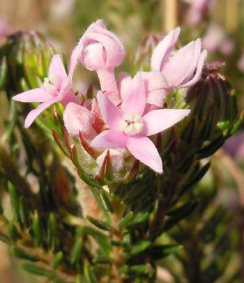 Pink starry flowers made up of sepals, not petals.