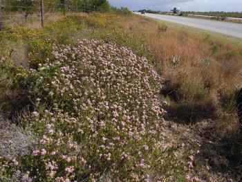 Phylica gnidioides in habitat, beside the N2 near Greenbushes turnoff.