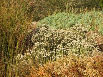 Trichocephalus stipularis in a mixed planting at Kirstenbosch