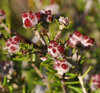 Reddish furry fruits that may remind some of the face of the dog