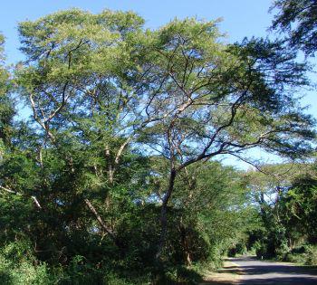 A tall, upright tree, 10 to 17 m, with a spreading crown (Geoff Nichols)