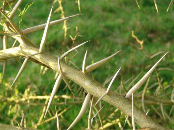 Spines are straight, paired, white and borne in profusion, and variable in size (Geoff Nichols)