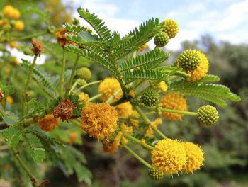 Flowers are clusters of bright yellow balls hidden among the leaves (Geoff Nichols)