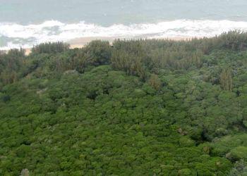 Vachellia kosiensis grows on coastal sands, and on dunes on the coast (Geoff Nichols)