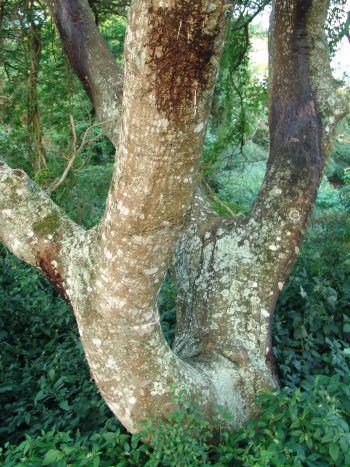 Stems pale, greyish white, with shallow, red-lined fissures in the bark (Geoff Nichols)