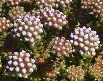 Agathosma ciliaris, flowers in bud