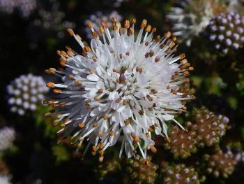 Agathosma ciliaris