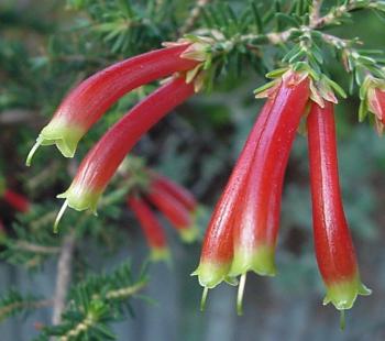 Erica discolor 