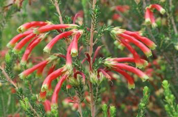 Erica discolor