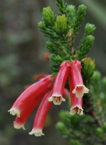 Erica discolor 
