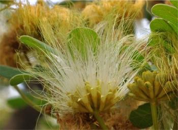 Albizia versicolor, flowers, Lowveld NBG. Photo Alice Notten