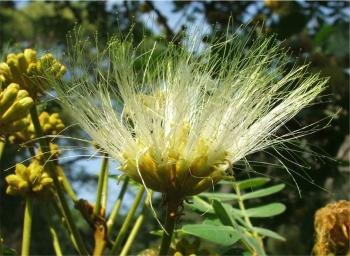 Albizia versicolor, flowerhead, Lowveld NBG. Photo Alice Notten