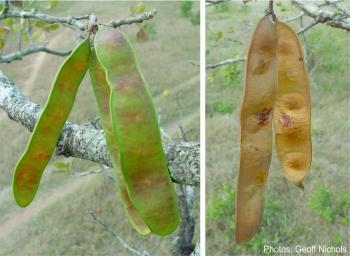 Albizia versicolor, pods. Photos Geoff Nichols