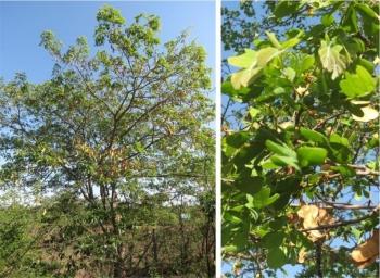 Albizia versicolor, tree in fruit. Photos Mpendulo Gabayi