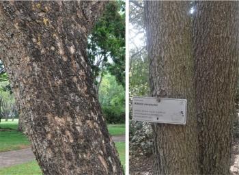 Albizia versicolor, trunks of trees showing bark. Photos Alice Notten and Mpendulo Gabayi