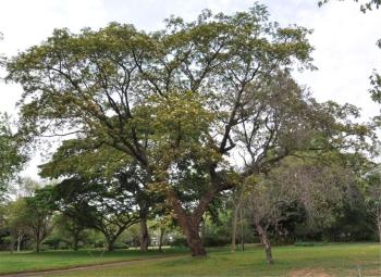 Albizia versicolor, tree in flower in the Lowveld NBG. Photo Alice Notten