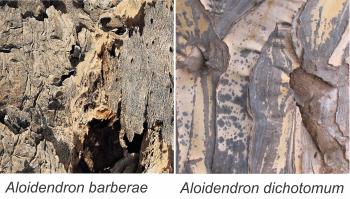 Bark of Aloidendron barberae (left) and A. dichotomum (right)