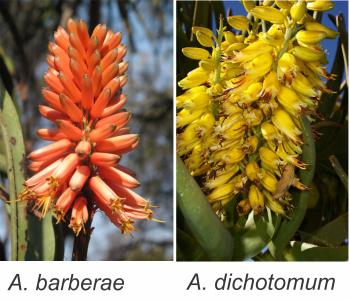 Flowers of Aloidendron barberae (left) and A. dichotomum (right)