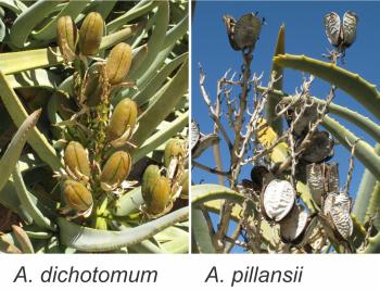 Fruit capsules of Aloidendron dichotomum (left) and A. pillansii (right)