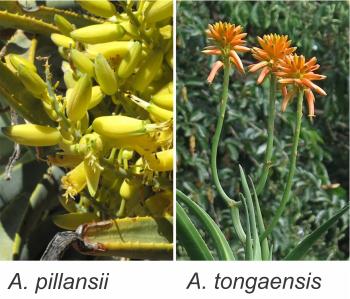 Flowers of Aloidendron pillansii (left) and A. tongaensis (right)