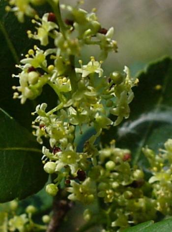 Small greenish yellow flowers in sparsely branched sprays (Geoff Nicholls)