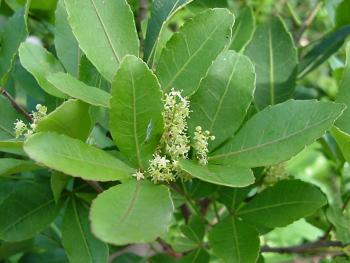 Searsia natalensis (Geoff Nicholls)