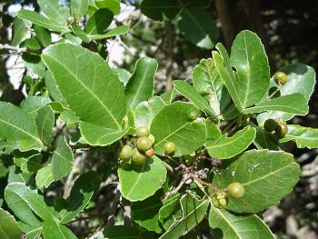 Smooth, shiny, reddish brown fruits (Geoff Nicholls)