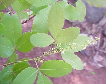 Tri-foliate leaves, dark olive green above, light green below. (Geoff Nicholls)