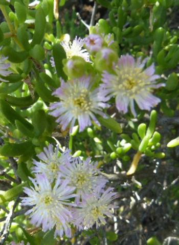 Light pink to white, slightly pleasantly scented flowers in spring.