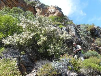 Grows on broad, west facing, cliff ledges on Gifberg.