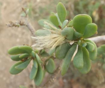 Bristle-like pappus attached to the seeds, aids dispersal by wind.