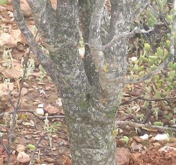 Fleshy stems with a thin layer of bark.