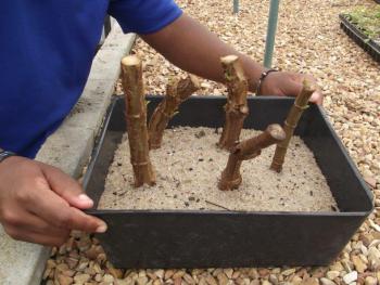 Truncheon cuttings of Commiphora harveyi in the Kirstenbosch nursery.