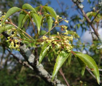 Commiphora harveyi, male flowers (Geoff Nichols).