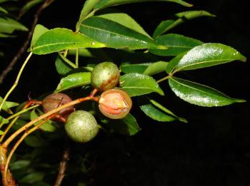Commiphora harveyi, fruits (Geoff Nichols).