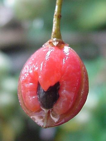 Commiphora harveyi, ripe fruit (Geoff Nichols).