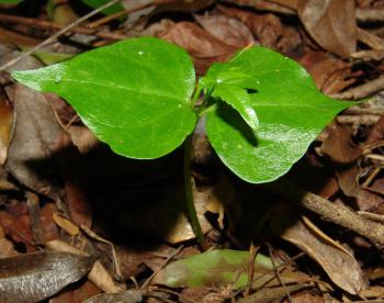 Commiphora harveyi, seedling (Geoff Nichols).