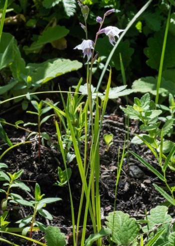 Gladiolus loteniensis in habitat (Ansell Matcher)