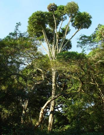 Cussonia sphaerocephala, crown above the forest canopy. (Geoff Nichols)