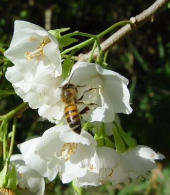 Dombeya tiliacea, is visited by many insects including honeybees. (Geoff Nichols)