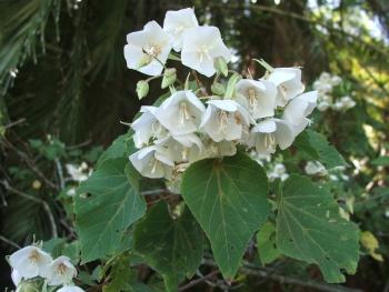 Dombeya tiliacea, flowers and foliage.