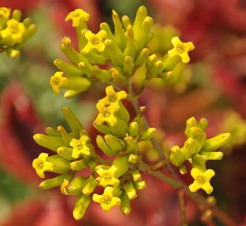 Small, yellow, tubular flowers on a tall, branched inflorescence seen in winter–spring 