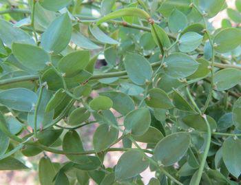 Decorative shiny green leaves that are not true leaves but phylloclades or ‘leaf-like branches’. 